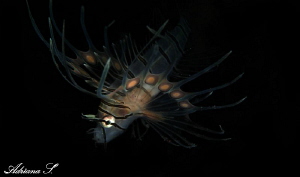 Juvenile Lionfish by Adriana Simeonova 